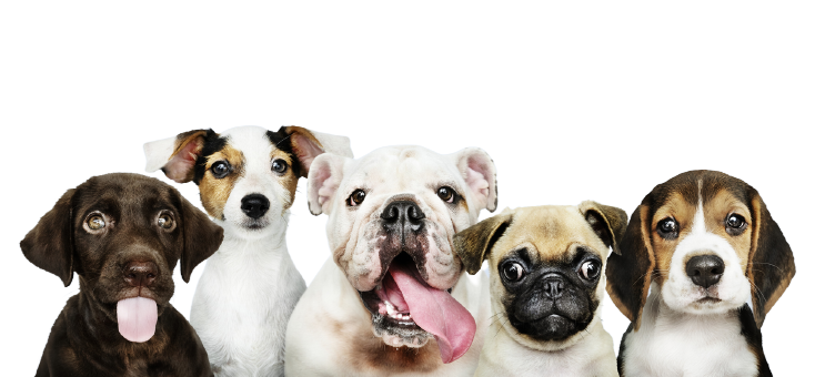 perros asombrados